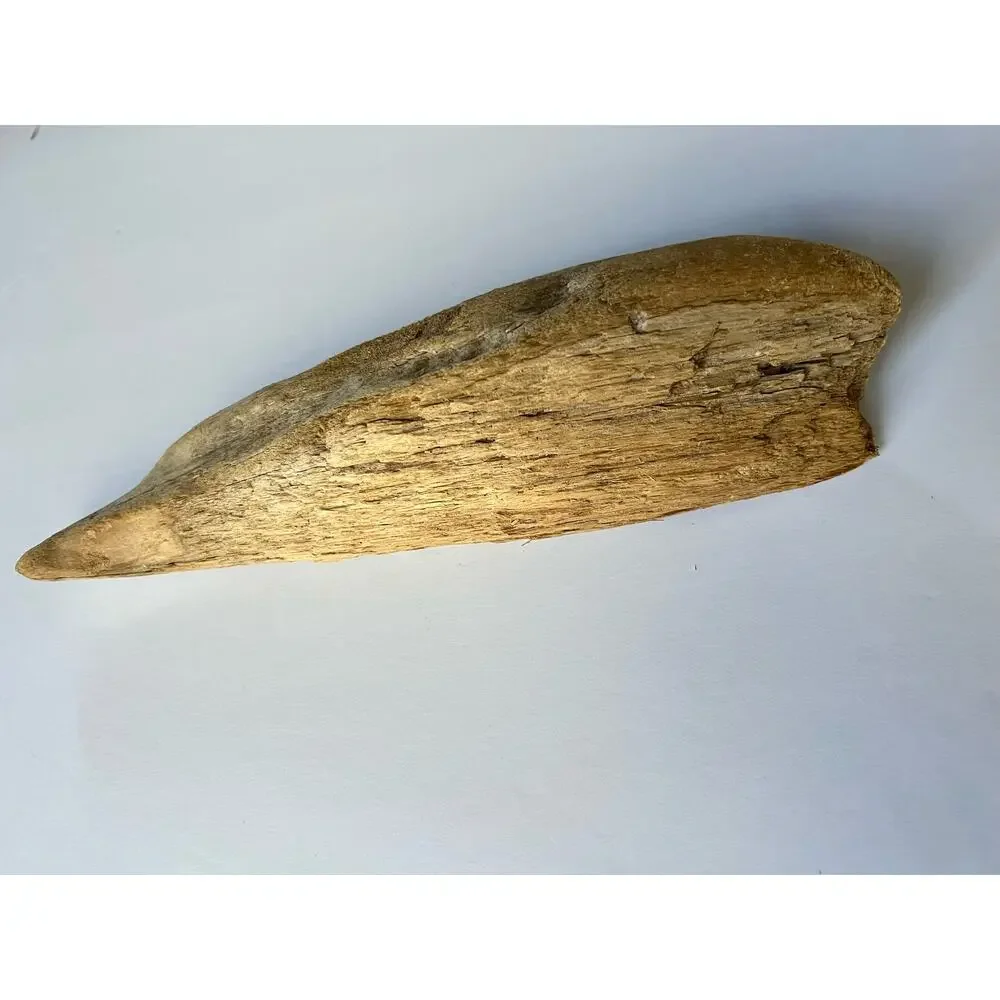 Driftwood from Hetch Hetchy dam 12 inches aquarium art decor